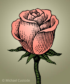 Illustration of a rose.