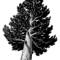 Pine tree