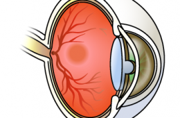 Cross-section of an eye